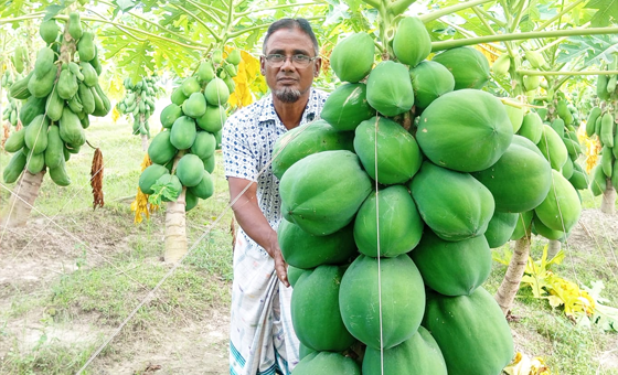 জয়পুরহাটের পাঁচবিবি মোতালেব পেঁপে চাষে সফল