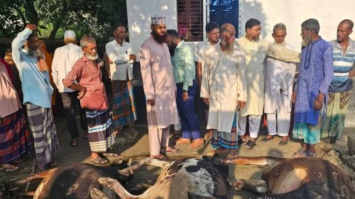 ঝিনাইদহে গোয়ালঘরে আগুন, পুড়ে মারা গেল ৩টি গরু