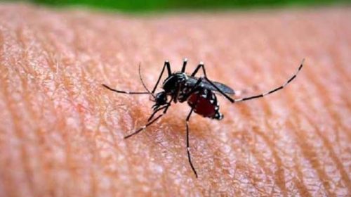 ডেঙ্গুতে আরও ১০ মৃত্যু, হাসপাতালে প্রায় ২ হাজার—অক্টোবরেই প্রাণ গেছে ৮৬ জনের